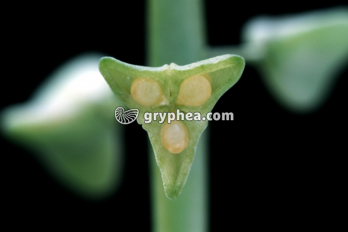 Muscari (Muscari armeniacum) - Fruit en CT montrant les ovules fécondés - gryphea.com